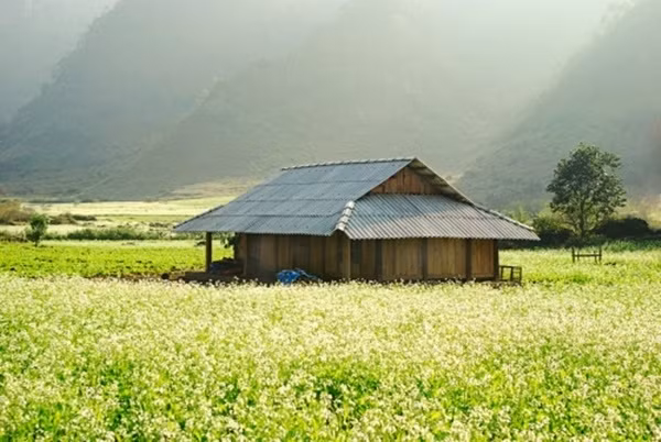 Giữa đồi chè xanh mướt, những bông tam giác mạch hồng phớt, nhỏ xinh dường như được nổi bật hẳn lên và chính hoa tam giác mạch đã vẽ lên bức tranh thiên nhiên thơ mộng, nhiều màu sắc hơn cho cao nguyên Mộc Châu.