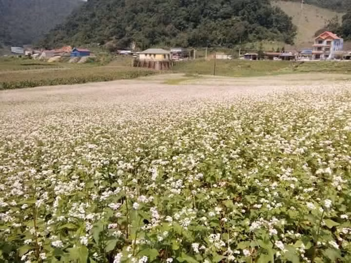 Dù cánh đồng hoa tam giác mạch ở Mộc Châu không được nhiều như ở Hà Giang, nhưng về “nhan sắc” thì chẳng hề thua kém. Ảnh: Kunhahah