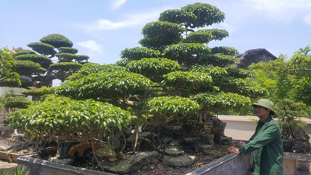 Cây có chiều cao gần 3m và tán rộng hơn 3m.