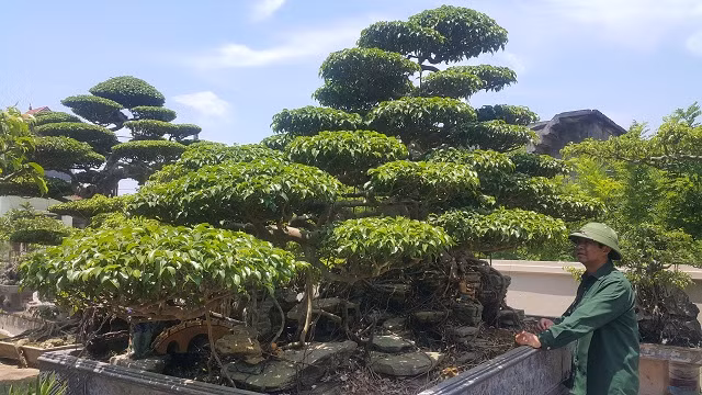 Cây có chiều cao gần 3m và tán rộng hơn 3m.