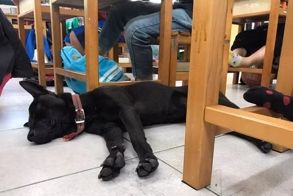 Chú chó bá đạo tại Trung Quốc vì nằng nặc đòi theo chủ tới trường học chỉ để ngủ và để dạo chơi, đuổi sao cũng không về và nhà trường phải chấp nhận với sự xuất hiện của vị khách không mời mà đến.