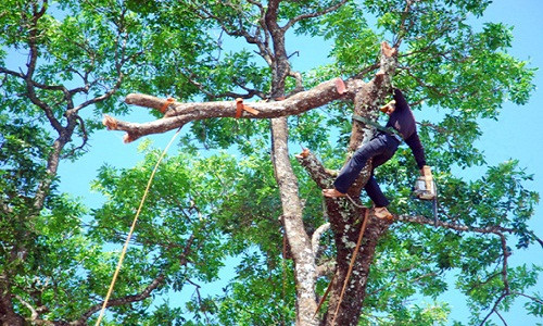 Ha Noi cu nguoi di nuoc ngoai hoc cat tia cay xanh