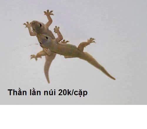 20.000/ cặp thằn lằn núi chúng sẽ bắt muỗi hộ bạn.