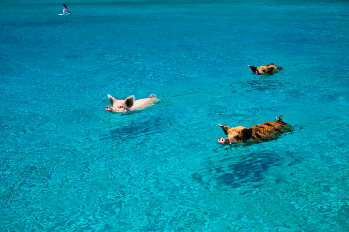 Ở hòn đảo không người Big Major Cay (Bahamas), có những chú heo hoang dã tung tăng chơi đùa với nhau. Chúng tự học cách sinh tồn và phát triển thành bầy đàn. Những chú heo này thường bơi quanh những tàu để kiếm thức ăn hoặc xin thức ăn từ những chiếc thuyền du lịch.