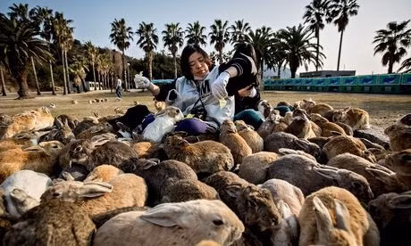 Okunoshima (Nhật Bản) được gọi là hòn đảo của loài thỏ. Hòn đảo này đang là nơi cư trú của hàng nghìn cá thể thỏ với nhiều chủng loại phong phú. Đến với Okunoshima các bạn có thể vuốt ve và vui đùa với bạt ngàn những chú thỏ.