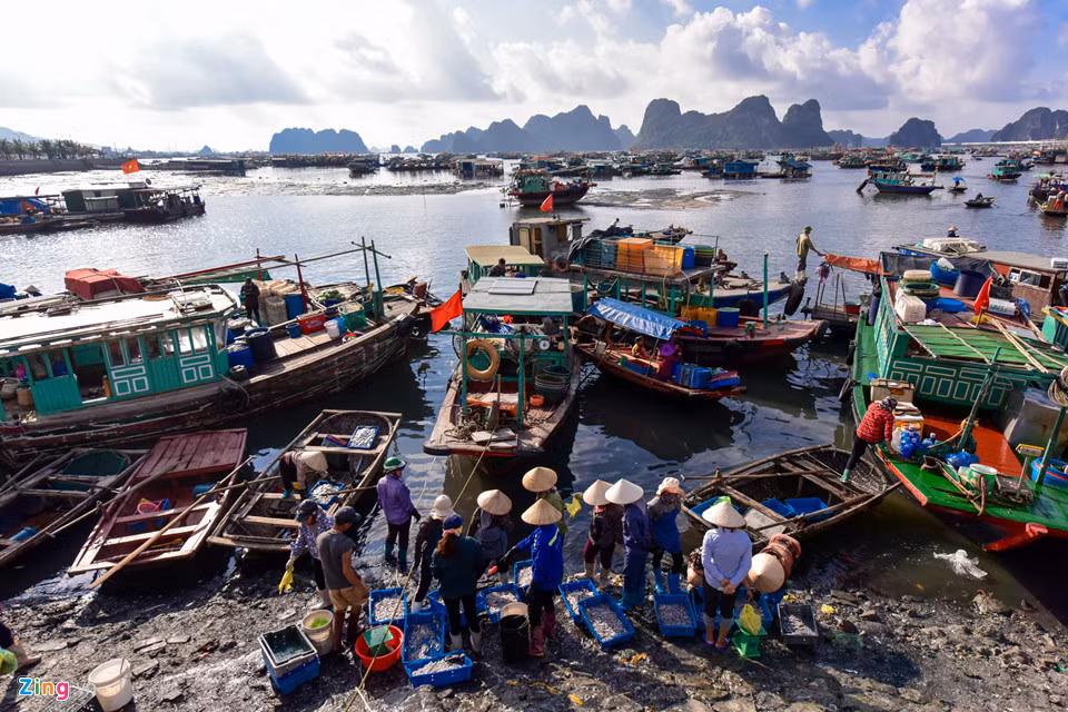 Chợ cá Bến Do (phường Cẩm Thuỷ, Cẩm Phả, Quảng Ninh) là chợ đầu mối hải sản của thành phố. Nơi đây, mỗi ngày có hàng trăm tàu thuyền tấp nập qua lại.
