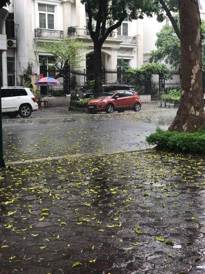 Trên phố Lý Thường Kiệt, trận mưa làm cho mặt đường toàn lá vàng khiến khung cảnh trở nên vô cùng lãng mạn. FB: Đào Bích Hồng.