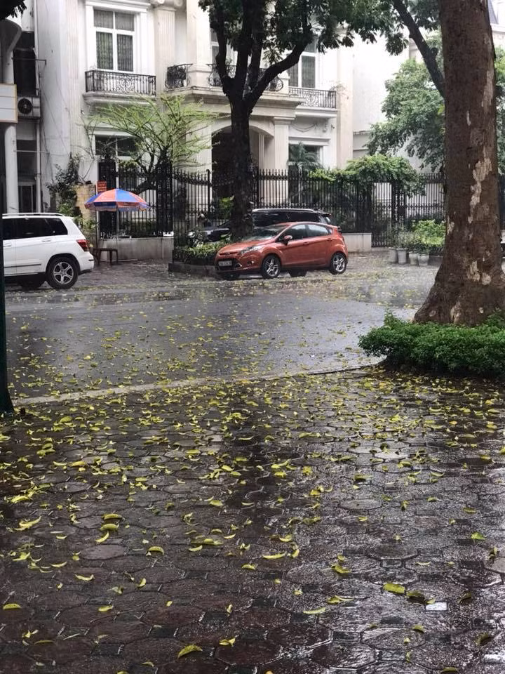 Trên phố Lý Thường Kiệt, trận mưa làm cho mặt đường toàn lá vàng khiến khung cảnh trở nên vô cùng lãng mạn. FB: Đào Bích Hồng.