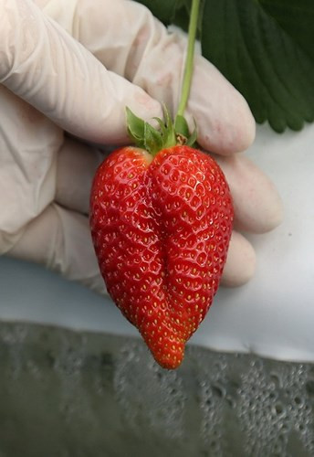 Với 4 giống dâu được trồng thử nghiệm gồm: Albions, San Andceas, Mowteceys và Portolas. Những quả dâu treo lủng lẳng trên giàn, cách ly với đất nên luôn đảm bảo tiêu chuẩn cho phép.