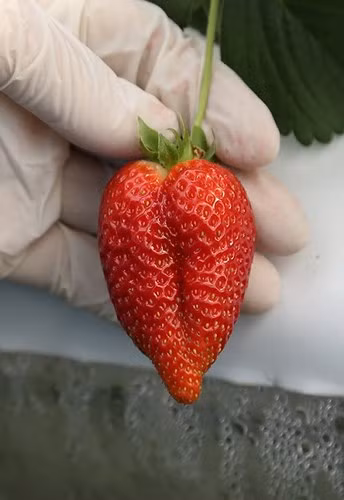 Với 4 giống dâu được trồng thử nghiệm gồm: Albions, San Andceas, Mowteceys và Portolas. Những quả dâu treo lủng lẳng trên giàn, cách ly với đất nên luôn đảm bảo tiêu chuẩn cho phép.