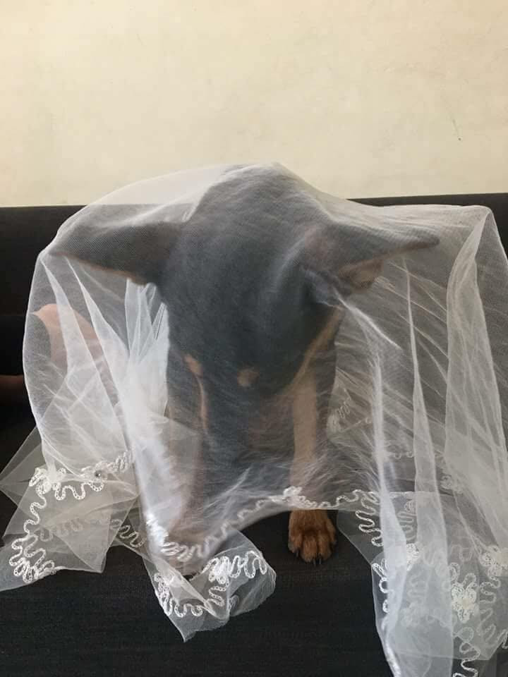 Tuy nhiên những hành động này của các bạn trẻ tranh chóng vấp phải sự phản đối kịch liệt của cộng đồng mạng và bị cho rằng đây là một hành động phản cảm và chẳng khác gì việc tiếp tay cho những hình ảnh xấu của "tà giáo" lan rộng.