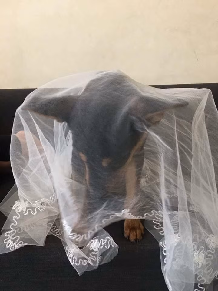 Tuy nhiên những hành động này của các bạn trẻ tranh chóng vấp phải sự phản đối kịch liệt của cộng đồng mạng và bị cho rằng đây là một hành động phản cảm và chẳng khác gì việc tiếp tay cho những hình ảnh xấu của "tà giáo" lan rộng.