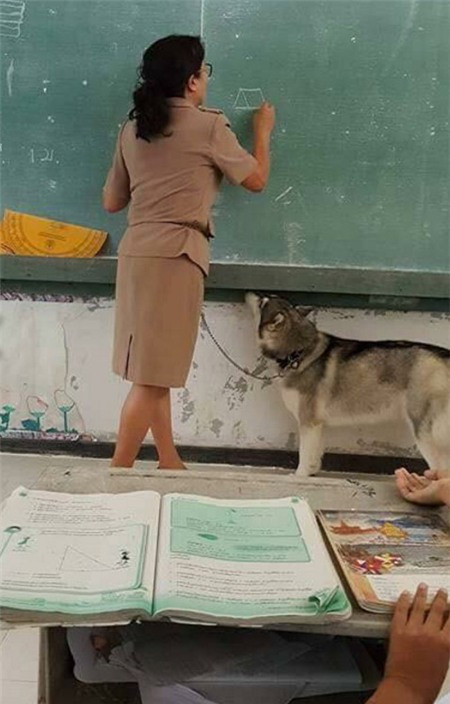 Thậm chí nhiều dân mạng còn bá đạo hơn với bình luận: "Chắc là cậu bạn trên chăn dê nhưng chợt ra đến giờ đi học rồi nên lùa cả con đến trường, thi xong về rồi lại dẫn về nhưng ai ngờ chuyện lại ra nông nỗi khác".