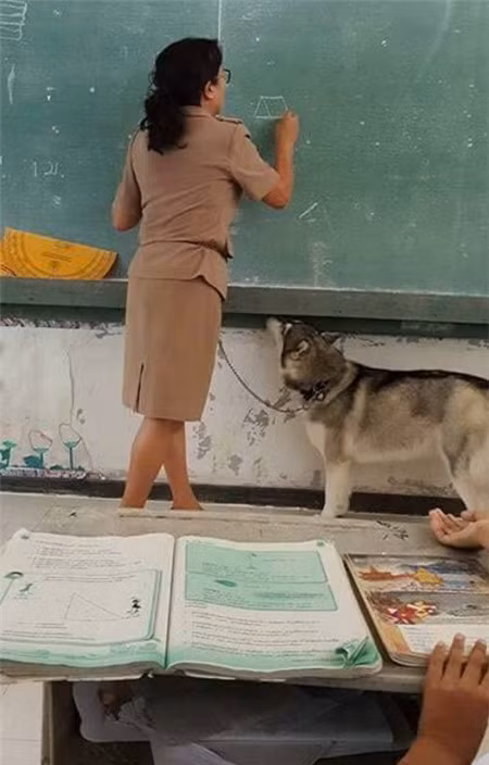 Thậm chí nhiều dân mạng còn bá đạo hơn với bình luận: "Chắc là cậu bạn trên chăn dê nhưng chợt ra đến giờ đi học rồi nên lùa cả con đến trường, thi xong về rồi lại dẫn về nhưng ai ngờ chuyện lại ra nông nỗi khác".