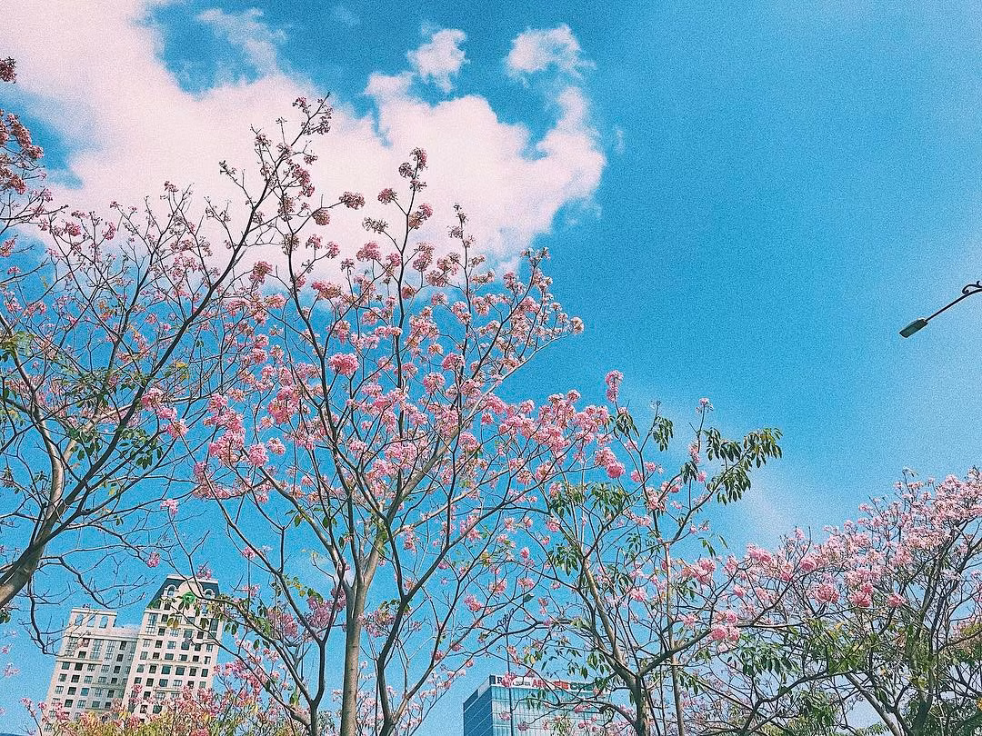 Ngắm nhìn những chùm hoa kén hồng đồng loại bung nở, nhiều bạn trẻ còn tưởng tượng như mình đang lạc giữa khung cảnh ở một vùng đất tiên nào đó.