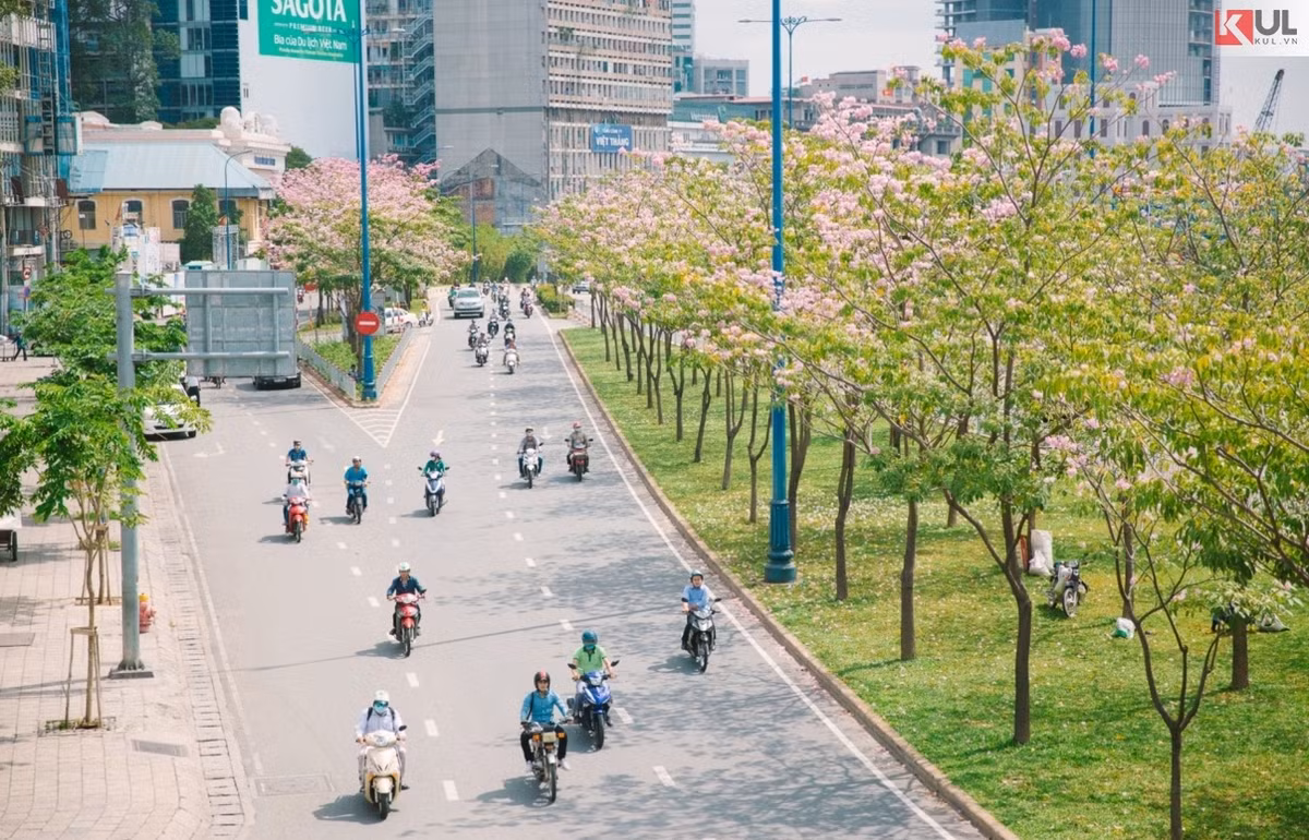 Hoa kèn hồng, còn có tên khoa học là Tabebuia Rosea, quê hương của chúng là từ châu Mỹ xa xôi. Đây là loài hoa có hình chuông, màu hồng phấn, mọc thành từng chùm. Vào độ tháng 4 và tháng 6 là thời điểm loài hoa đặc biệt này bung cánh, nở xòe.