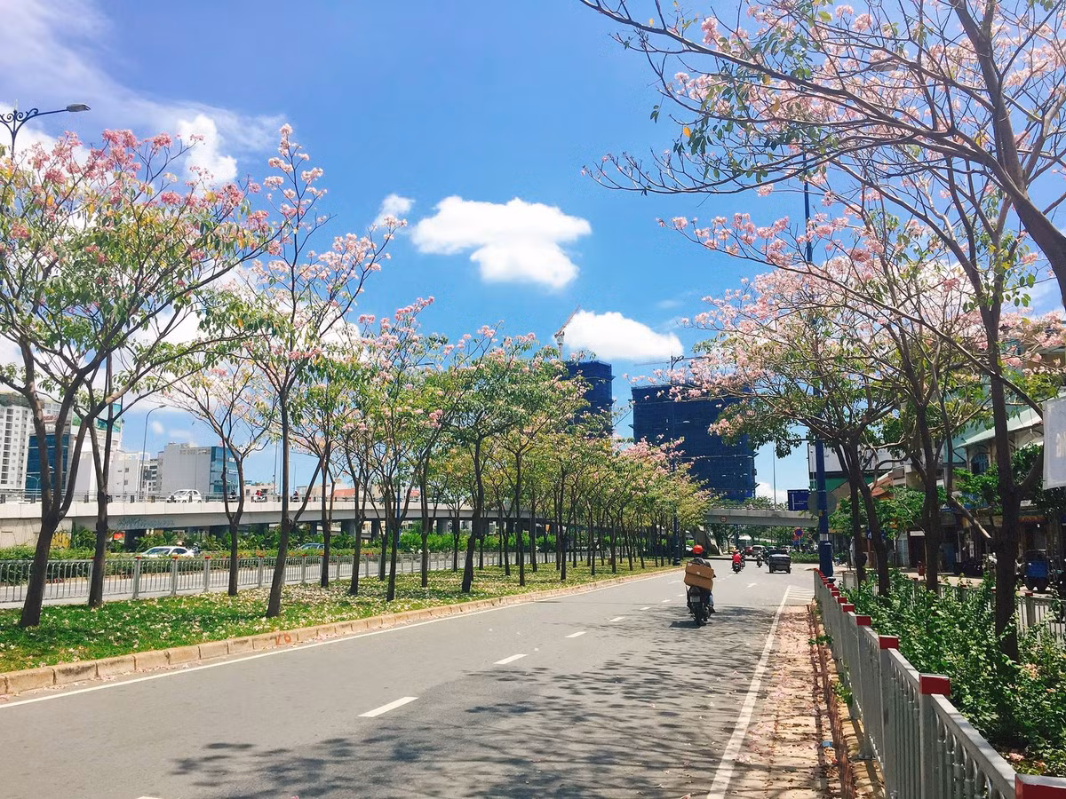Hai bên đường Võ Văn Kiệt được tô điểm nhờ những cây kén hồng rực nở. Ảnh trong bài: Kul/Ivivu.