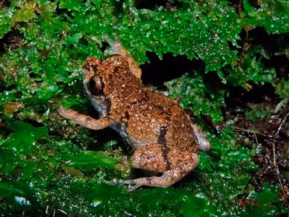 Sung sot loai ech “ti hon” moi Diasporus tai Costa Rica