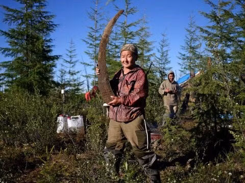 Voi ma mút lông mịn tuyệt chủng cách đây 10.000 năm. Mặc dù chính phủ và các nhóm bảo tồn nỗ lực hạn chế tình trạng buôn bán ngà voi bất hợp pháp nhưng nhu cầu ngà voi ma mút vẫn còn. Nghề k hai thác ngà voi ma mút hóa thạch trái phép giúp nhiều người kiếm được hàng nghìn USD.
