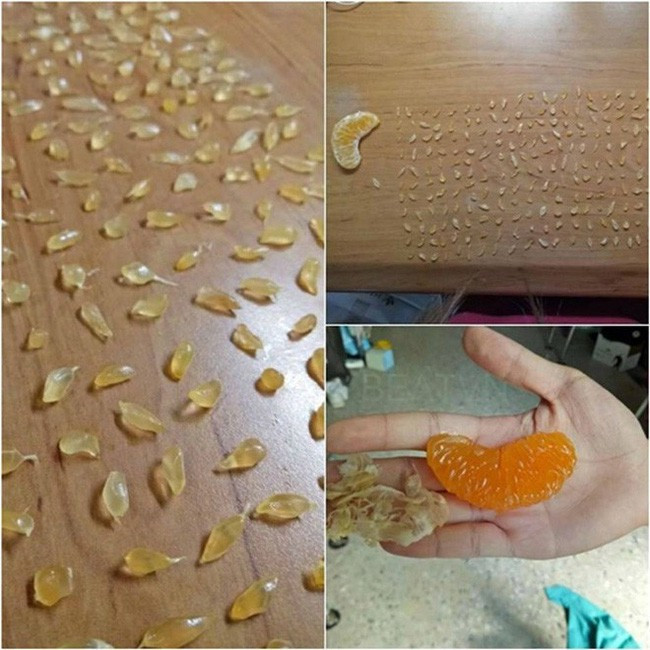 Nhặt từng tép cam ra ăn thế này khiến nhiều người đặt câu hỏi bao giờ mới nhặt hết để ăn.