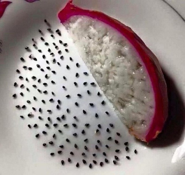 Nhặt hết hạt thanh long thế này thì chuẩn là "nhàn rỗi nhất Vịnh Bắc Bộ".