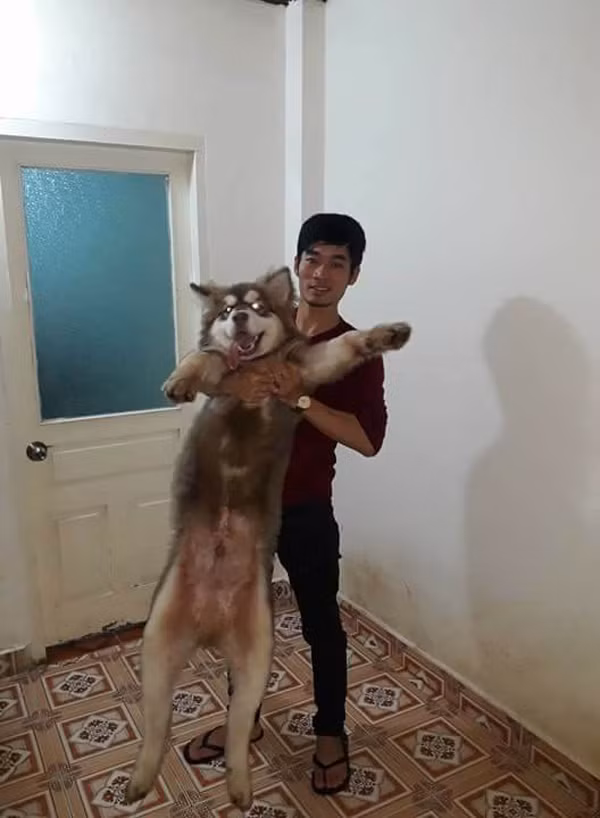 Nhiều dân mạng còn tếu táo cho rằng: "ăn như như chú chó Alaska này nhiều người sẽ cảm thấy tủi thân và ước ao được ăn uống, đuề huề, thừa mứa như trên. Đúng là kẻ ăn không hết người lần chẳng ra".