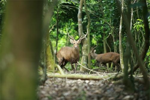 Đến với rừng nguyên sinh Bằng Tạ, du khách không được phép đi các loại động cơ để tránh làm kinh động đến những loài động vật hoang dã.