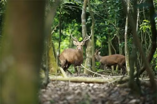 Đến với rừng nguyên sinh Bằng Tạ, du khách không được phép đi các loại động cơ để tránh làm kinh động đến những loài động vật hoang dã.