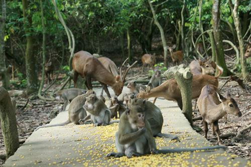 Ngoài việc được hít thở bầu không khí trong lành, thưởng thức các đặc sản của vùng rừng núi Ba Vì, bạn còn có thể tham quan quần thể làng của dân tộc Mường, ngủ đêm tại nhà sàn và tham gia các hoạt động như đốt lửa trại, uống rượu cần, nghe ca múa nhạc dân tộc.