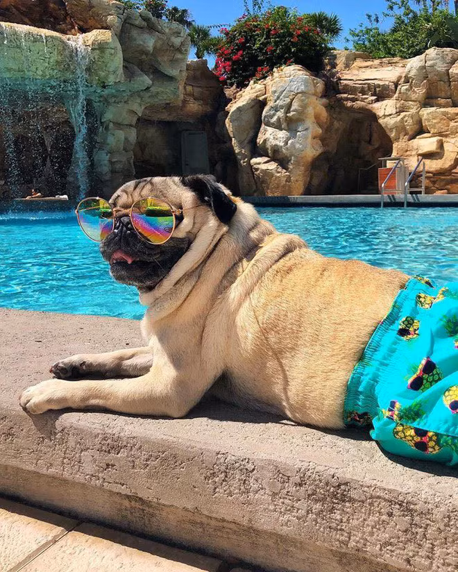 Những cuộc nghỉ dưỡng dài ngày đâu có gì xa lạ với những chú "rich dog".