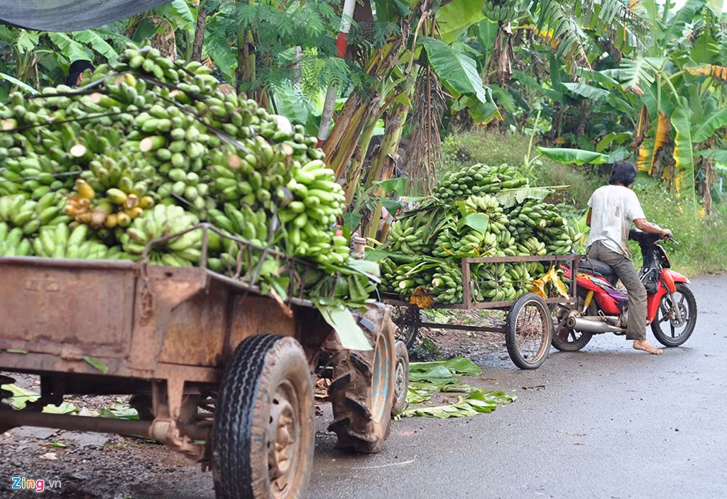 Theo ông Phạm Văn Nam, Chủ tịch UBND xã Quang Trung (huyện Thống Nhất), chuối mang lại sự giàu có cho nhiều gia đình. Những năm gần đây, xã xác định cây trồng này là giống chủ lực để phát triển kinh tế địa phương.