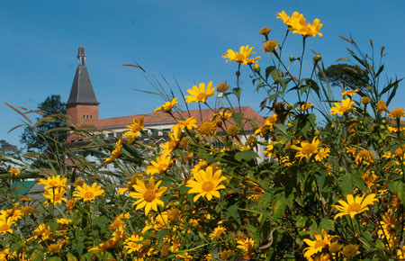 Những bụi hoa dã quỳ chụp bên cạnh Nhà thờ con gà tại Đà Lạt. Ảnh: Viettravel.