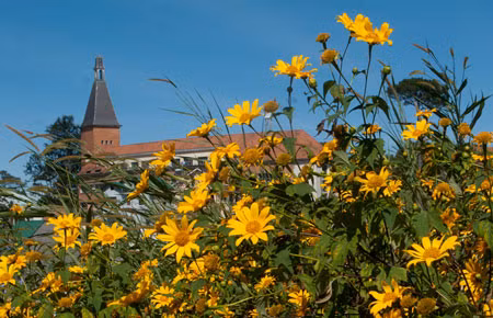 Những bụi hoa dã quỳ chụp bên cạnh Nhà thờ con gà tại Đà Lạt. Ảnh: Viettravel.