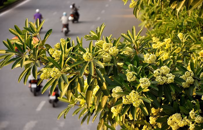 Mùa thu (khoảng tháng 9, 10) khi những chùm hoa sữa li ti tỏa hương khắp các góc phố, cũng là khoảnh khắc tuyệt nhất để tìm về Hà Nội.