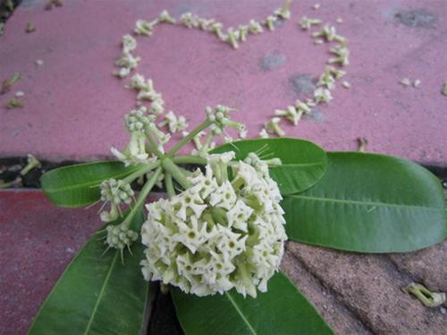 Chùm hoa sữa mùi hương dào dạt đã đi vào những khúc ca về Hà Nội.