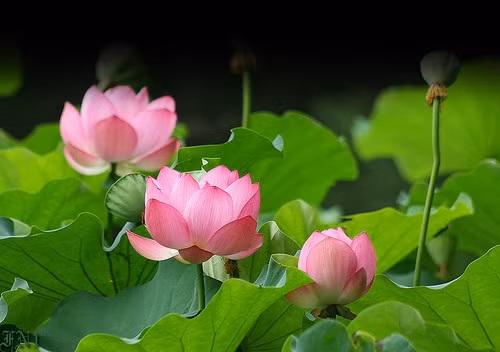 Những cánh đồng hoa sen tại Đồng Tháp cũng hút du khách bởi hương sen thoang thoảng trong hơi gió nhẹ.