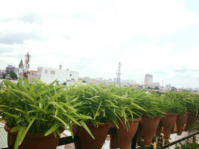 Chị Thanh Hiền tận dụng mọi khoảng không có thể để trồng rau.