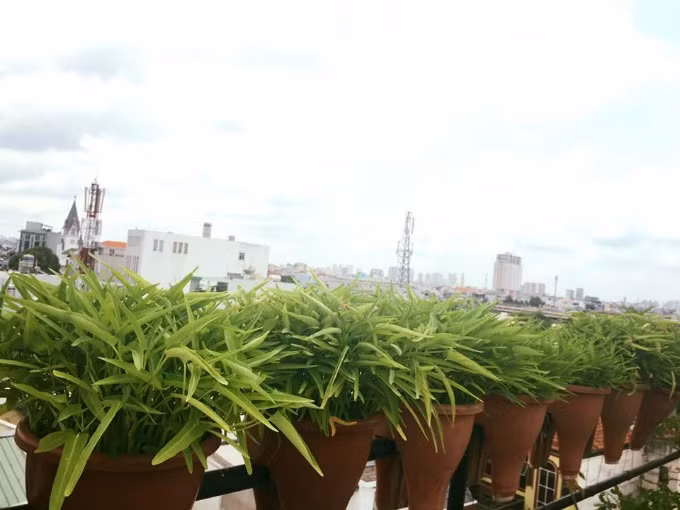 Chị Thanh Hiền tận dụng mọi khoảng không có thể để trồng rau.