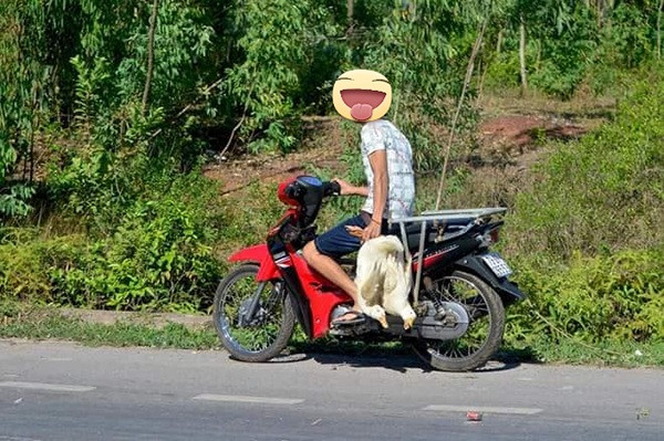 Sau vụ việc hôi của xảy ra, nhà xe cho biết họ chỉ gom được gần 700 con vịt còn sống. Ngoài một số ít chết và bị xe cán qua, hàng trăm con đã bị người hôi của bắt mất.