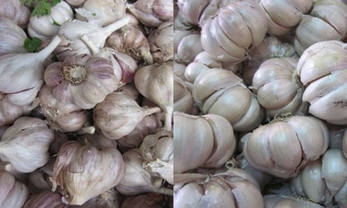 Mối lo ngại về thực phẩm kém chất lượng, nhiễm độc, bảo quản bằng hóa chất từ Trung Quốc chưa bao giờ lại trở nên tăng cao như hiện nay. Trước sự xâm nhập một cách ồ ạt và chiếm trọn thị trường gia vị, điển hình là tỏi, khiến không ít người hoang mang, lo lắng nhầm lẫn giữa loại tỏi xuất xứ từ Trung Quốc và loại tỏi trong nước như tỏi Lý Sơn, tỏi Đà Lạt.