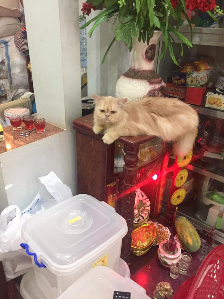 Ngồi nghiêm chỉnh trên bàn thờ mà mặt ra vẻ tội nghiệp như không biết gì!