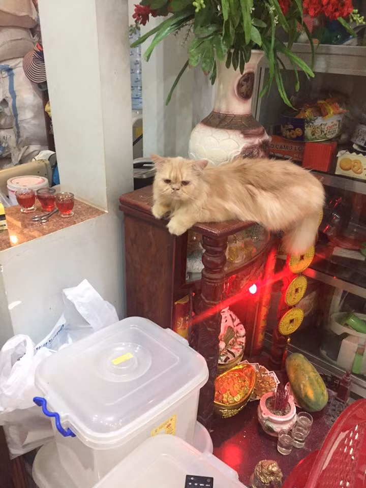 Ngồi nghiêm chỉnh trên bàn thờ mà mặt ra vẻ tội nghiệp như không biết gì!