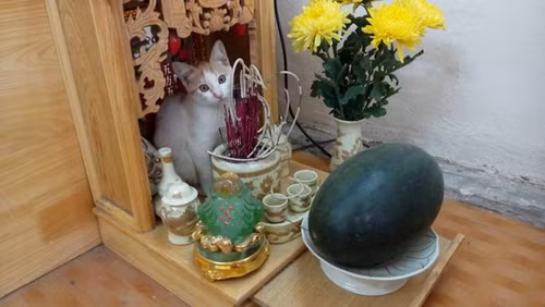 Giờ mèo còn có thêm nhiệm vụ mới là lên bàn thờ canh đĩa hoa quả đúng không nhỉ?