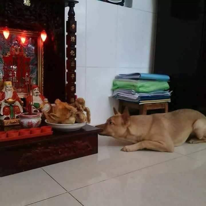 "Em chỉ để ngửi thôi, chứ em không dám xơi!" là tâm tư của chú chó này khi nằm phục ở gần bàn thờ thổ công, thổ địa.