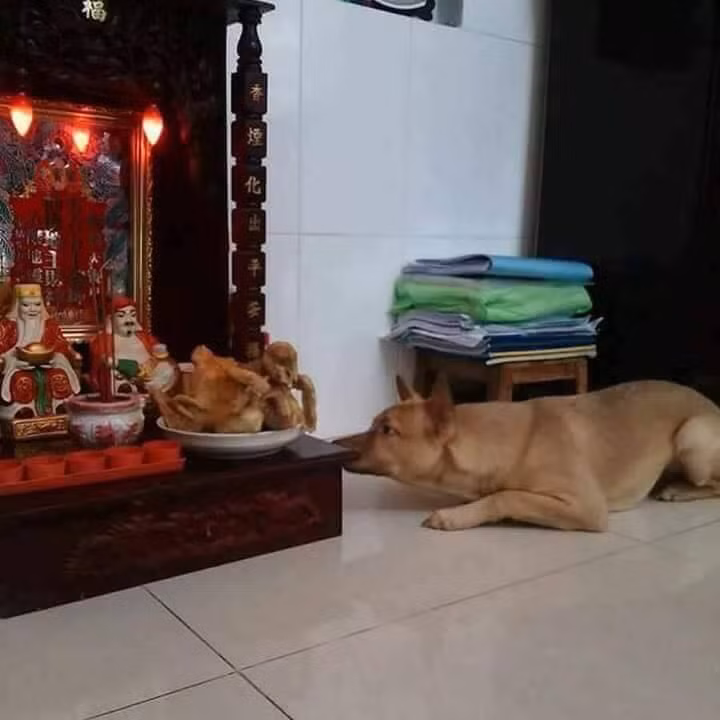 "Em chỉ để ngửi thôi, chứ em không dám xơi!" là tâm tư của chú chó này khi nằm phục ở gần bàn thờ thổ công, thổ địa.