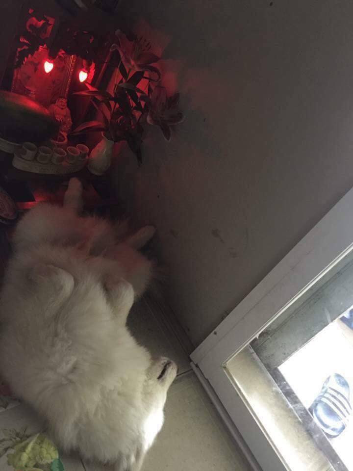 Chú chó này có tư thế ngủ khá hỗn khi quay vị trí nhạy cảm vào chính "mặt tiền" của bàn thờ.