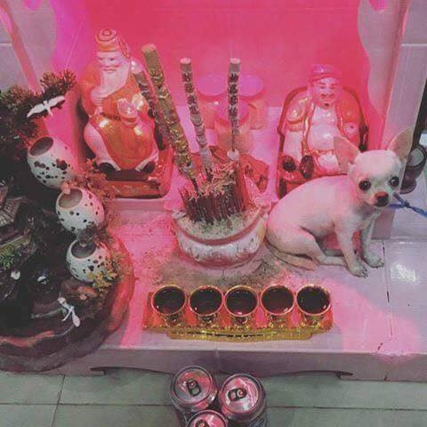 Ngày nay, khi chó, mèo được nuôi trong nhà không chỉ để giữ nhà, bắt chuột mà còn để bầu bạn, trở thành con vật thân thiết, quấn quít thì chuyện chúng "leo bàn thờ" có lẽ không còn xa lạ gì với những người nuôi.