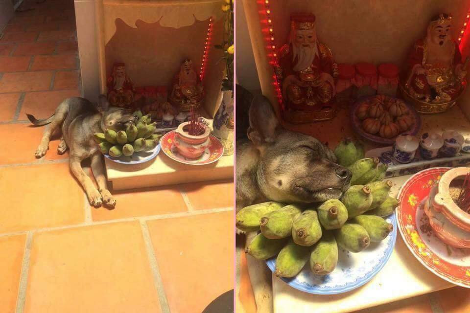 Những hình ảnh về thú cưng quậy phá bàn thờ trong tháng cúng cô hồn khiến dân mạng cười "rớt hàm". Không ít những bình luận hài hước cũng vì thế mà được nhiều thành viên nghĩ ra đơn cử như với bức ảnh này là: "Lạy cụ cho con mượn nải chuối, con chỉ để gối đầu ngủ ngáy o o chứ con không làm gì!"