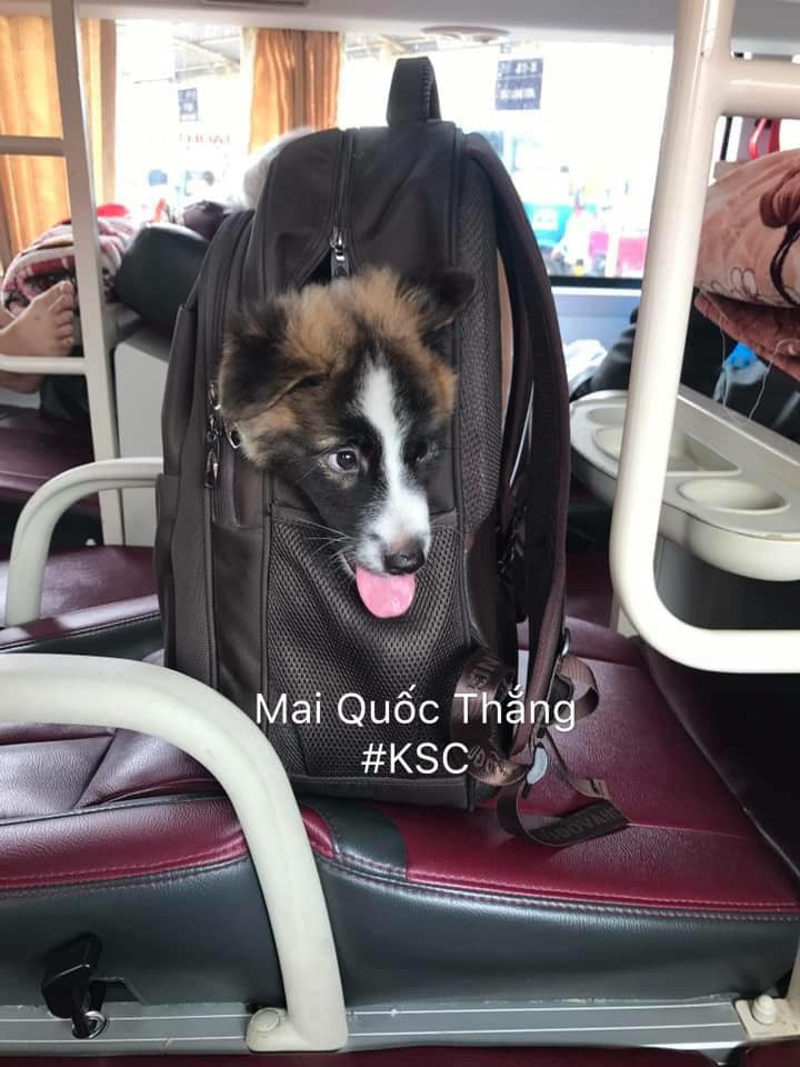 Thay vì chiếc lồng cồng kềnh thì một chiếc balo sẽ là nơi nhốt các chú thú cưng hợp lý trên hành trình di chuyển về quê dịp Tết.