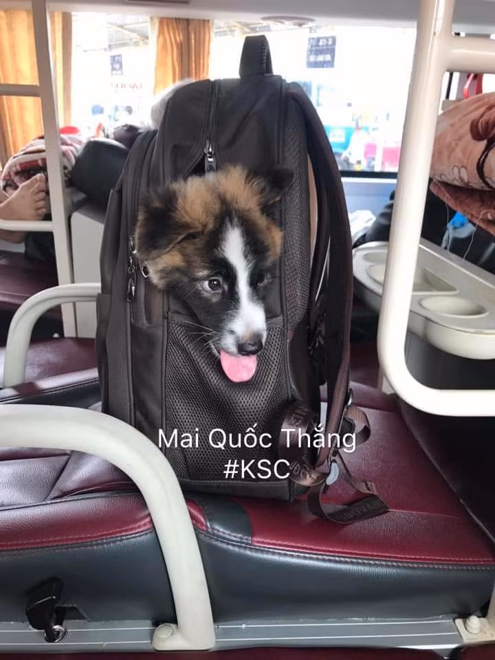 Thay vì chiếc lồng cồng kềnh thì một chiếc balo sẽ là nơi nhốt các chú thú cưng hợp lý trên hành trình di chuyển về quê dịp Tết.